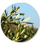Olive Leaf Extract